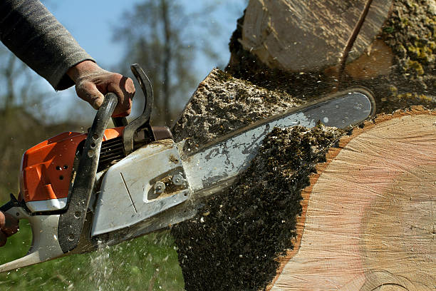 Why Choose Our Tree Removal Services in Stanton, NE?